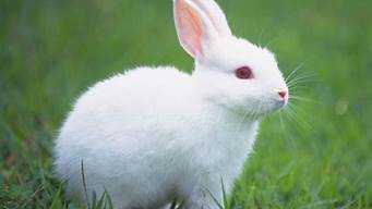 观察动物小白兔_观察动物小白兔记录表格